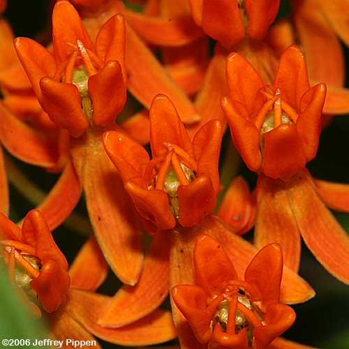 Butterfly weed